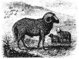 Srian sheep